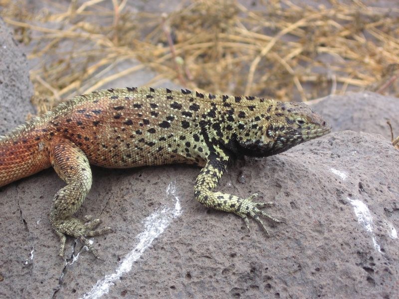 lava lizard
